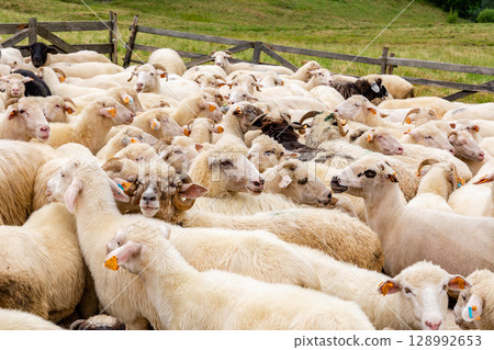 Sheep on the meadow in Jaworki near Szczawnica (Poland). Pieniny mountains. 128992653