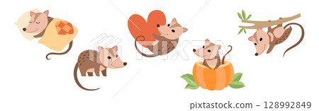 Cute Opossum Animal with Tail in Various Pose Vector Set 128992849