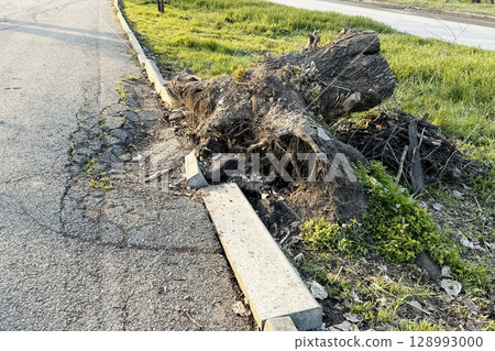 An uprooted stump lies on the edge of the road next to the sidewalk, with exposed roots 128993000