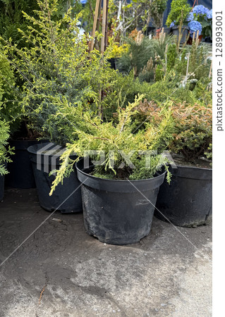 Various evergreen plants in black pots, ready for sale in a garden center setting. Different plants are visible 128993001