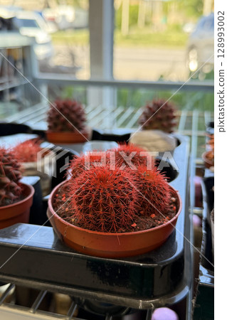 Grouping of vibrant red barrel cacti displayed in small pots, ready for sale 128993002