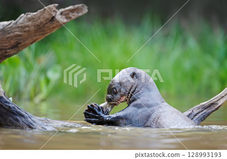 Giant otter eating fish in a river in the Pantanal, Brazil 128993193