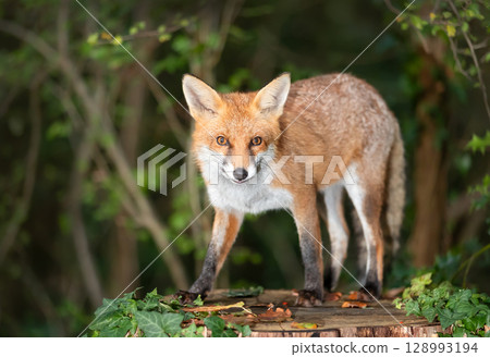 Portrait of a cute red fox standing on a tree stump in a dark forest 128993194