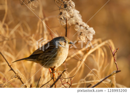 Portrait of a dunnock perched on a twig Portrait of a dunnock perched on a twig 128993200