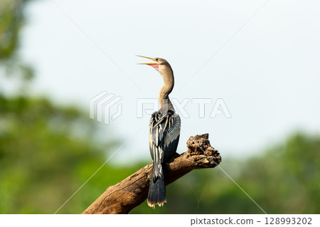 Anhinga perched on tree branch in Pantanal, Brazil 128993202