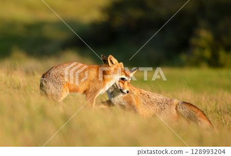 Two cute red fox cubs playing in a meadow Two cute red fox cubs playing in a meadow 128993204