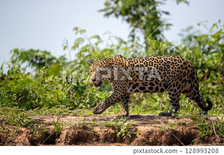 Jaguar walking on a river bank, Pantanal, Brazil Jaguar walking on a river bank, Pantanal, Brazil 128993208