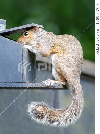 Portrait of a grey squirrel eating nuts and seeds on a squirrel feeder Portrait of a grey squirrel eating nuts and seeds on a squirrel feeder 128993209