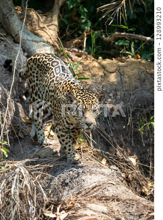 Jaguar walking on a river bank, Pantanal, Brazil Jaguar walking on a river bank, Pantanal, Brazil 128993210