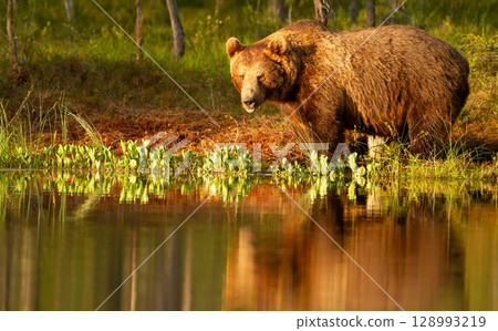 Eurasian brown bear standing near a forest pond 128993219