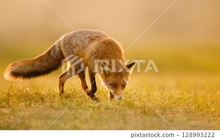 Red fox hunting in a golden field during a sunset 128993222