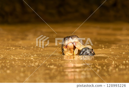 Giant otter eating fish in a river in the Pantanal, Brazil 128993226