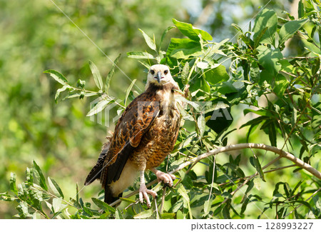 Black-collared hawk perched on a tree branch, Pantanal, Brazil 128993227
