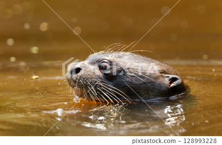 Giant otter swimming in a river in the Pantanal, Brazil 128993228