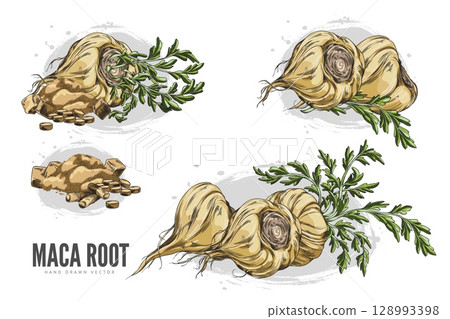 Macas root in brown peel with leaves, supplement tablet and powder product sketch vector set, hand drawn tuber superfood 128993398