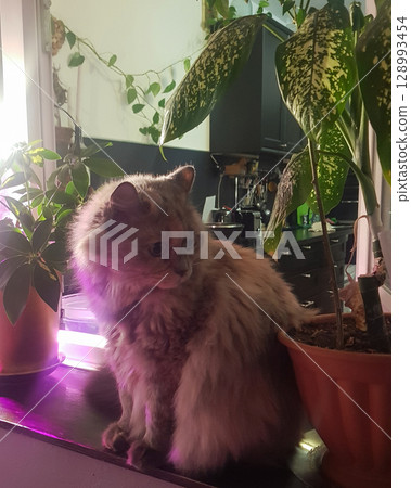 A beautiful fluffy cat with long fur sits peacefully among lush green 128993454