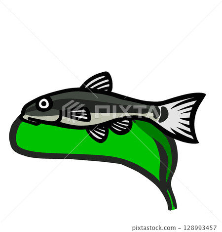 Illustration of a cute otocinclus sitting on a leaf 128993457