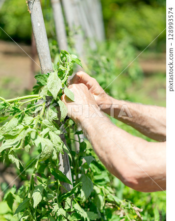 Senior man tending tomato plants in garden 128993574