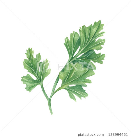 Fresh cilantro or parsley sprig watercolor illustration. Hand painted aromatic Mediterranean herbs isolated on white background. Seasoning leaves sketch for foFd packaging, cookbooks, healthy recipes. 128994461