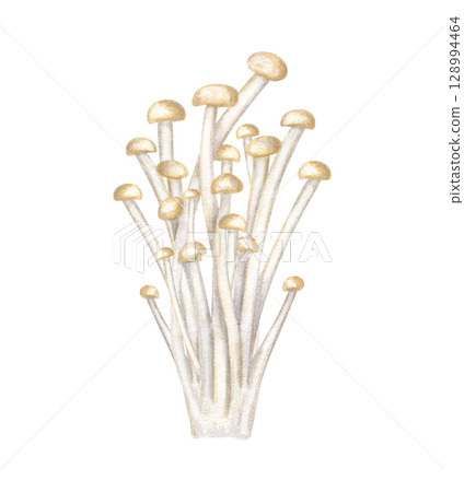Fresh enoki mushrooms watercolor illustration isolated on white. Healthy East Asian golden needle enokitake for Chinese, Korean culinary or Japanese fusion cuisine. Vegan and vegetarian food clip art. Fresh enoki mushrooms watercolor illustration isolated on white. Healthy East Asian golden needle enokitake for Chinese, Korean culinary or Japanese fusion cuisine. Vegan and vegetarian food clip art. 128994464