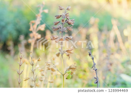 Growing spices for further use. Sage seeds grow in vegetable garden in autumn. Dry Salvia grows in autumn. Growing spices for further use. Sage seeds grow in vegetable garden in autumn. Dry Salvia grows in autumn. 128994469