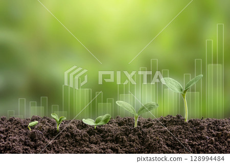 Young green seedling are growing from the rich soil in sunlight. Business growth, success, development and profit. Ecology and business concept. Plant growth evolution from seed to sapling. 128994484