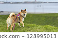 Adorable red Shiba Inu dog happily walking on lush green gras 128995013