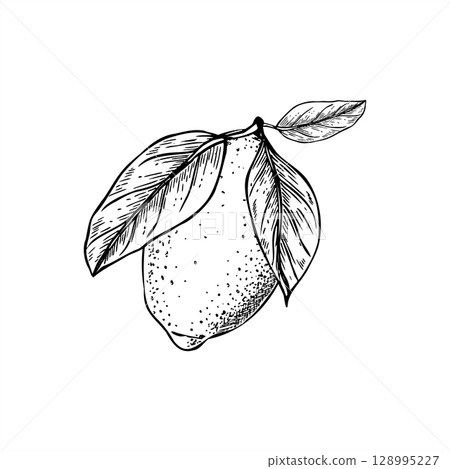 monochrome fresh lemon on branch with leaves vector isolated illustration. Citrus fruit realistic graphic sketch for organic food packaging, beverage labels, cafe menus and natural cosmetic. monochrome fresh lemon on branch with leaves vector isolated illustration. Citrus fruit realistic graphic sketch for organic food packaging, beverage labels, cafe menus and natural cosmetic. 128995227