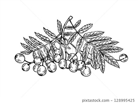Rowan berries cluster with leaves on branch vector isolated illustration. Hand drawn monochrome mountain ash berry etching drawing. Autumn harvest for seasonal designs, herbal medicine packaging 128995425