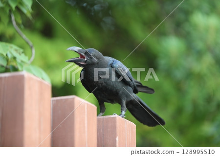 瓢蟲玻璃 瓢蟲玻璃 128995510