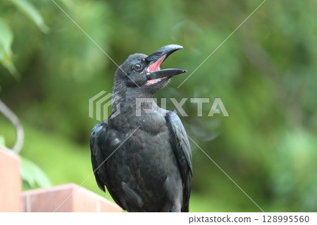 瓢蟲玻璃 128995560