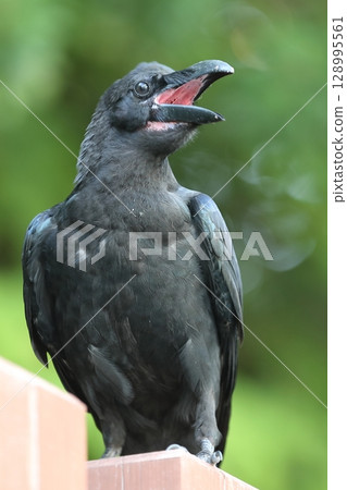 瓢蟲玻璃 128995561