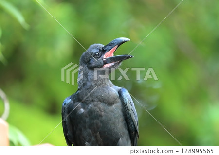 瓢蟲玻璃 瓢蟲玻璃 128995565