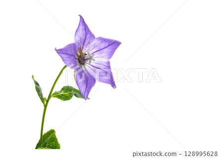 Delicate flower of the bellflower with expressive veins of the petals 128995628