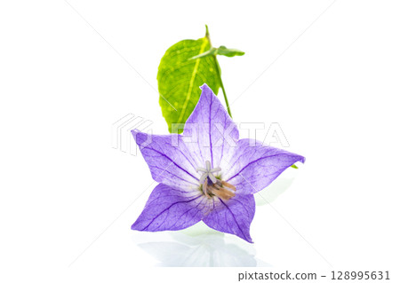 Thin veins of the Platycodon petals and the contrast of green leaves 128995631