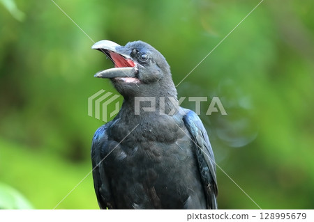 瓢蟲玻璃 128995679