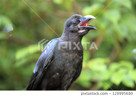 Ladybird glass Ladybird glass 128995680