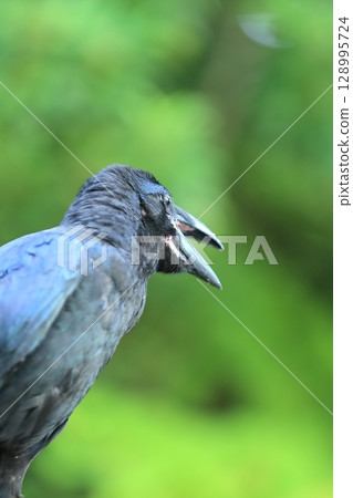 Ladybird glass Ladybird glass 128995724