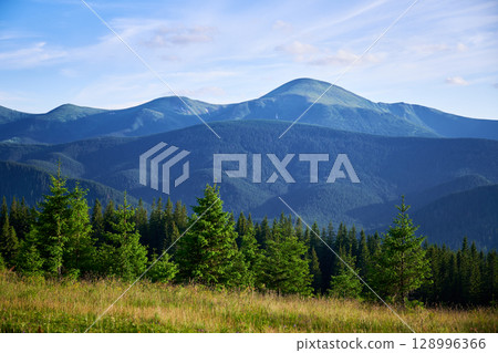 Beautiful view of lush, green mountains under clear blue sky. In foreground, vibrant green pine trees stand tall on grassy meadow, with dense forest and mountain ridges creating stunning backdrop. 128996366