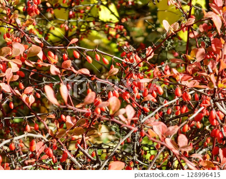 Berberis thunbergii, Japanese burberry, Thunberg's burberry, or a red burberry, is a flowering plant in the burberry family Berberidaceae, native to Japan and East Asia. 128996415