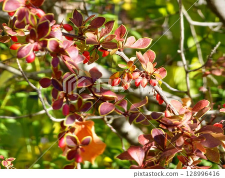 Berberis thunbergii, Japanese burberry, Thunberg's burberry, or red burberry, is flowering plant in the burberry family Berberidaceae, native to Japan and East Asia. 128996416