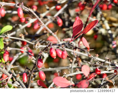 Berberis thunbergii, Japanese burberry, Thunberg's burberry, or a red burberry, is flowering plant in the burberry family Berberidaceae, native to Japan and East Asia. 128996417