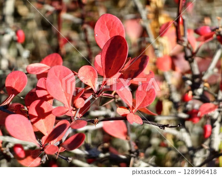 Berberis thunbergii, Japanese burberry, Thunberg's burberry, or red burberry, is a flowering plant in the burberry family Berberidaceae, native to Japan and East Asia. 128996418