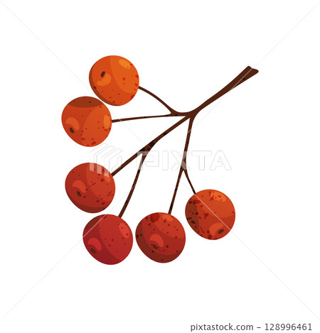 Vector icon of guelder rose or berry cluster. Viburnum opulus plant. Forest wildlife and wood flora element. Woodland edible bush or shrub. Folk medicine and biology, botany and nature. Organic food. 128996461
