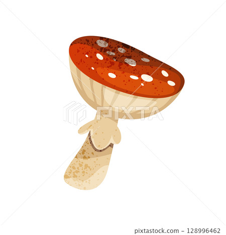 Fly agaric or amanita, poisonous mushroom. Vector red cap and white dots forest plant or wood toxic fungi. Fall or autumn season nature in woodland. Inedible and folklore shroom. Mycology and biology. 128996462