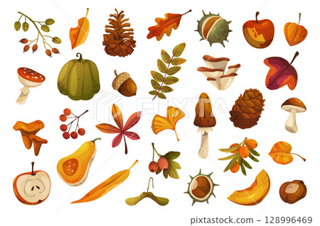 Vector autumn or fall nature elements. Set of seasonal fruit and vegetable, mushroom and leaves, berry and fungi. Edible apple, pumpkin plant. Oyster and pine cone, fly agaric, acacia, maple, ginkgo. Vector autumn or fall nature elements. Set of seasonal fruit and vegetable, mushroom and leaves, berry and fungi. Edible apple, pumpkin plant. Oyster and pine cone, fly agaric, acacia, maple, ginkgo. 128996469