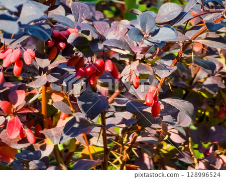 Berberis thunbergii, Japanese burberry, Barberry Kobolt, or red burberry, is flowering plant in the burberry family Berberidaceae, native to Japan and East Asia. Berberis thunbergii, Japanese burberry, Barberry Kobolt, or red burberry, is flowering plant in the burberry family Berberidaceae, native to Japan and East Asia. 128996524