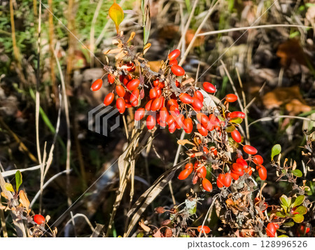 Berberis thunbergii, Japanese burberry, Barberry Kobolt, or red burberry, is a flowering plant in burberry family Berberidaceae, native to Japan and East Asia. Berberis thunbergii, Japanese burberry, Barberry Kobolt, or red burberry, is a flowering plant in burberry family Berberidaceae, native to Japan and East Asia. 128996526