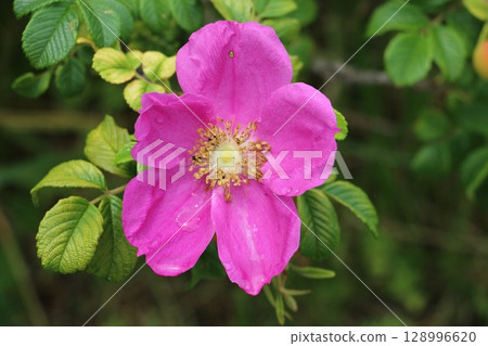 Rugosa found on Tanesashi Beach 128996620