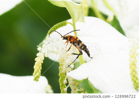 A four-striped long-horned beetle resting on a Japanese lantern plant 128996722